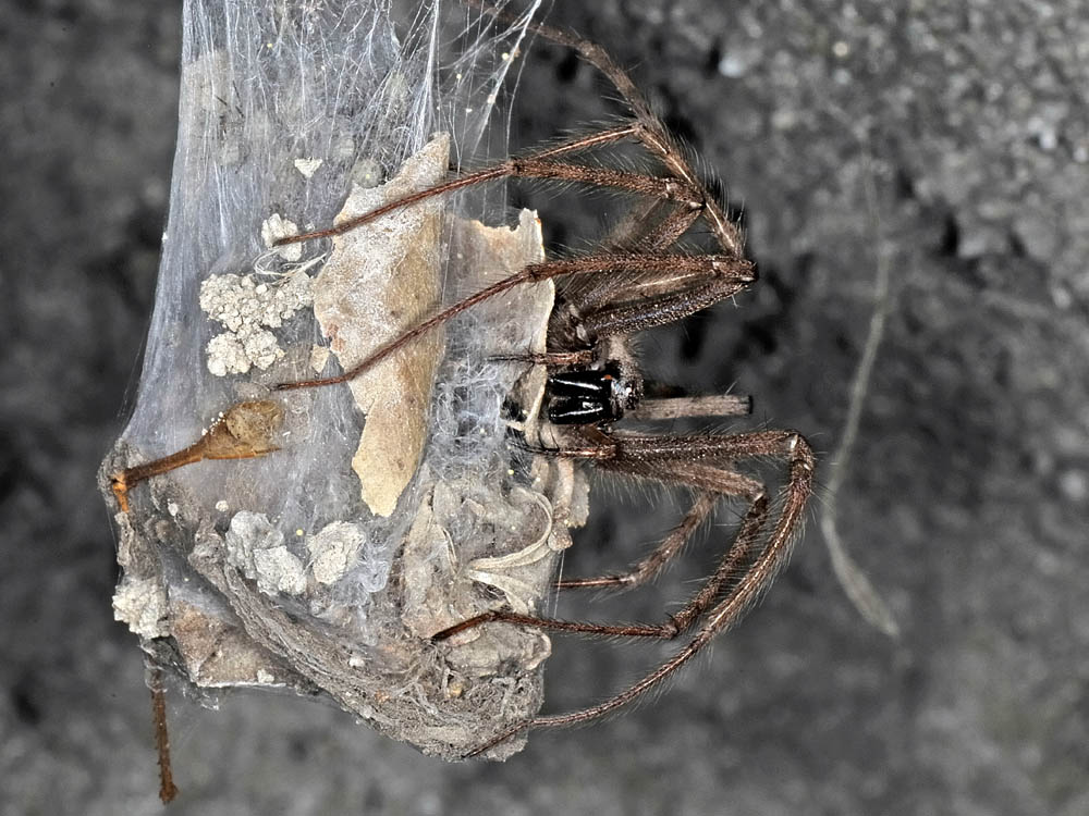 Tegenaria parietina - Borrello (CH)